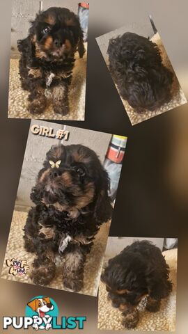 GORGEOUS TOY CAVOODLES PUPPIES