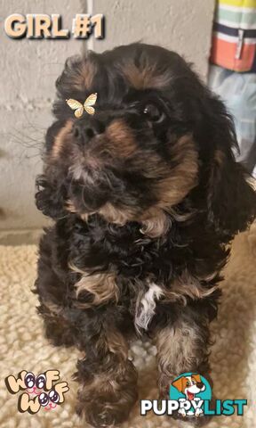 GORGEOUS TOY CAVOODLES PUPPIES