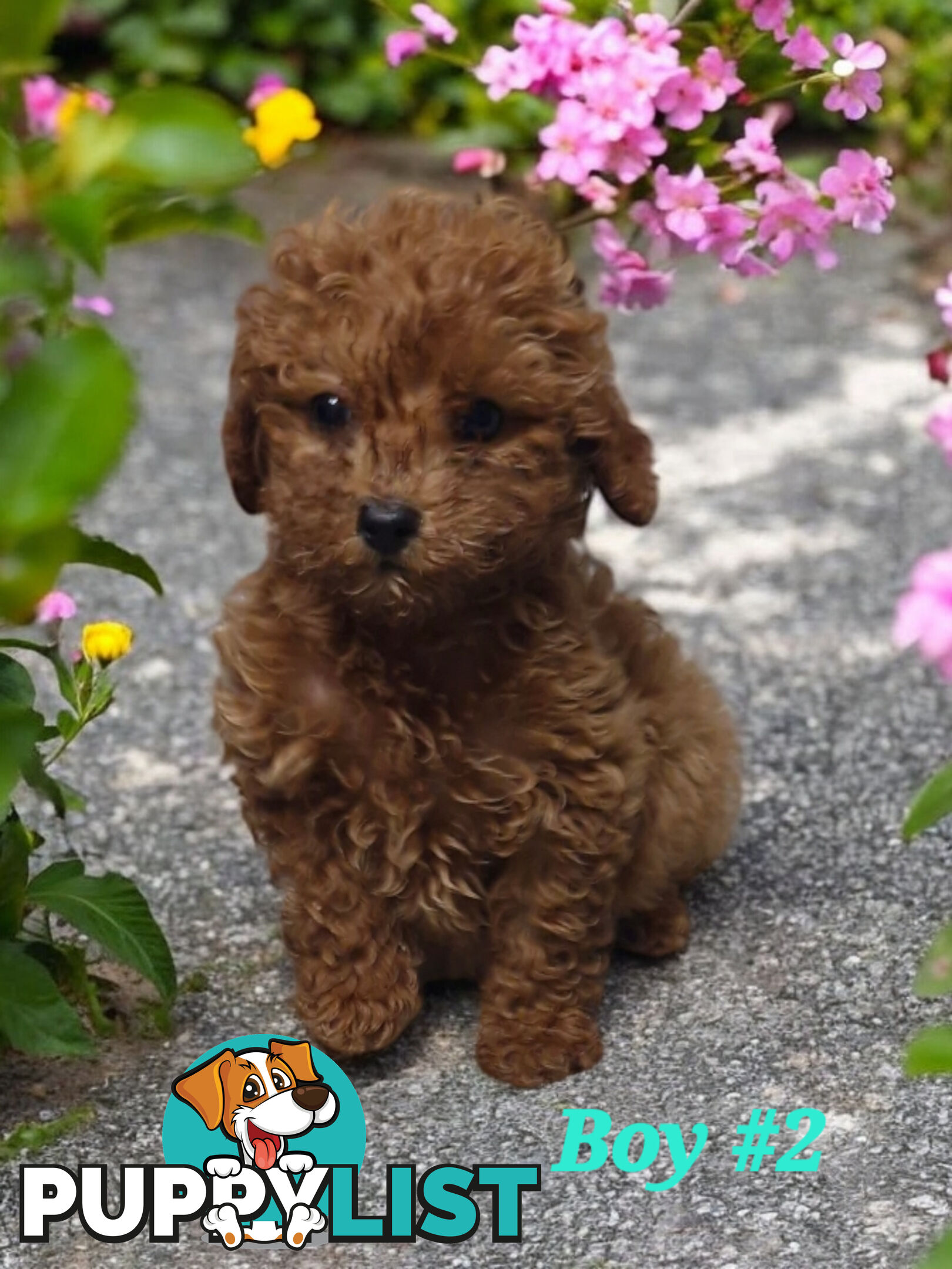 ADORABLE TEDDY BEAR CAVOODLE PUPPIES