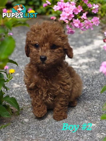 LAST ADORABLE TEDDY BEAR CAVOODLE BOY