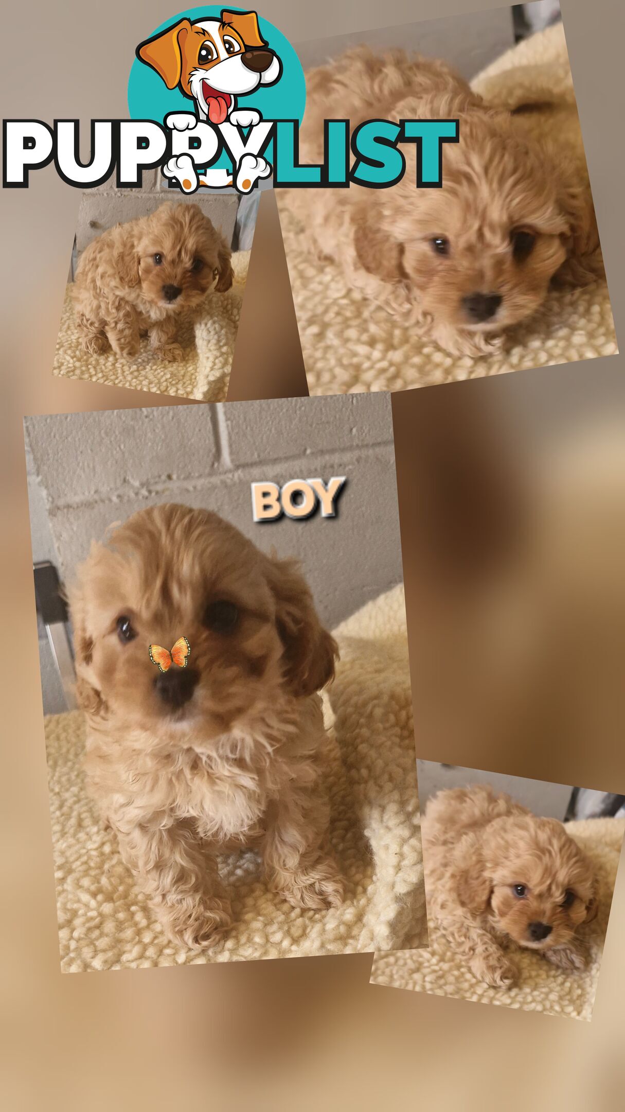 LAST GORGEOUS BOY CAVOODLE PUPPY