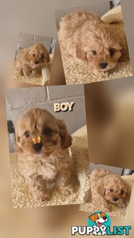 GORGEOUS TOY CAVOODLES PUPPIES