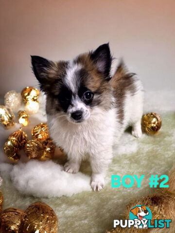 ADORABLE POMCHI PUPPIES 