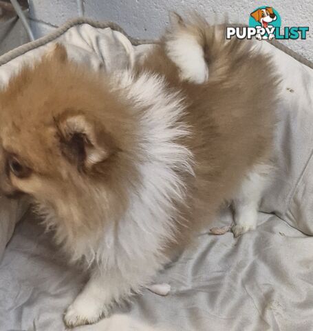 ADORABLE FLUFFY TINY POMCHI PUPPIES