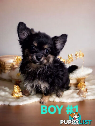 ADORABLE POMCHI PUPPIES 