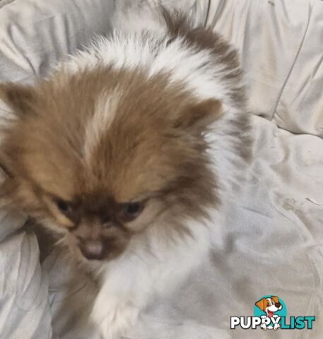 ADORABLE FLUFFY TINY POMCHI PUPPIES