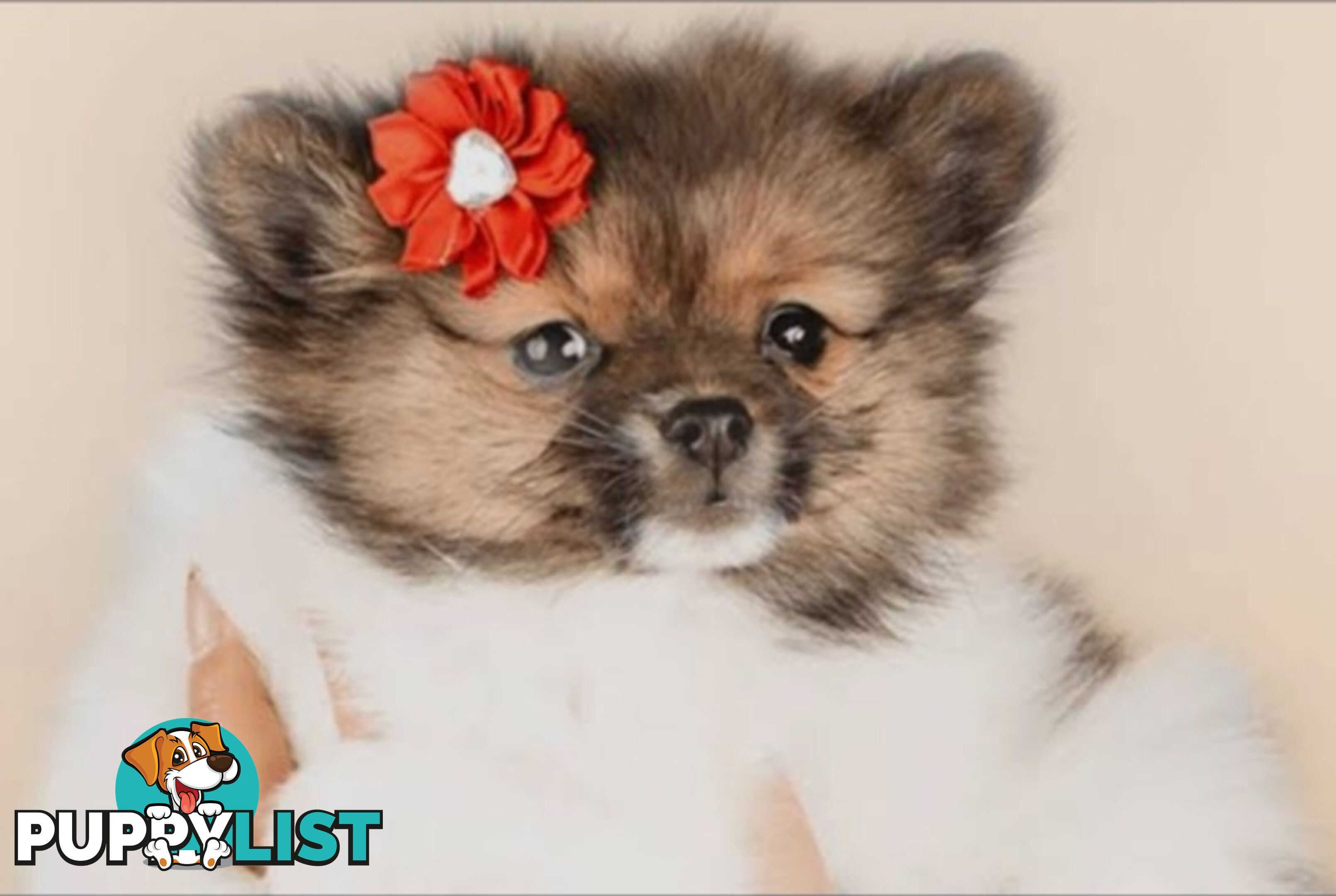 ADORABLE FLUFFY TINY POMCHI PUPPIES