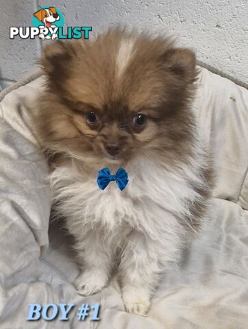 ADORABLE FLUFFY TINY POMCHI PUPPIES