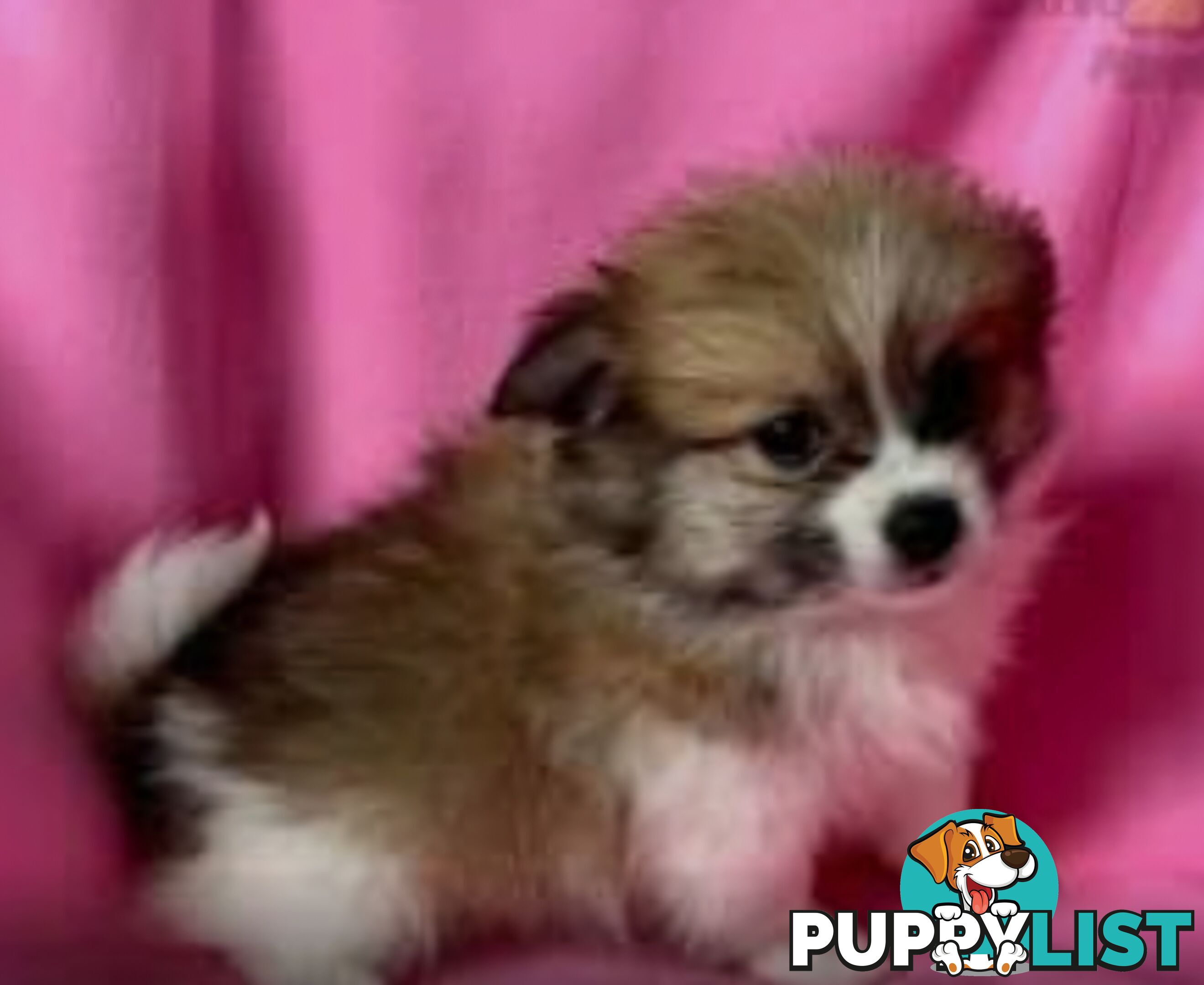 ADORABLE FLUFFY TINY POMCHI PUPPIES