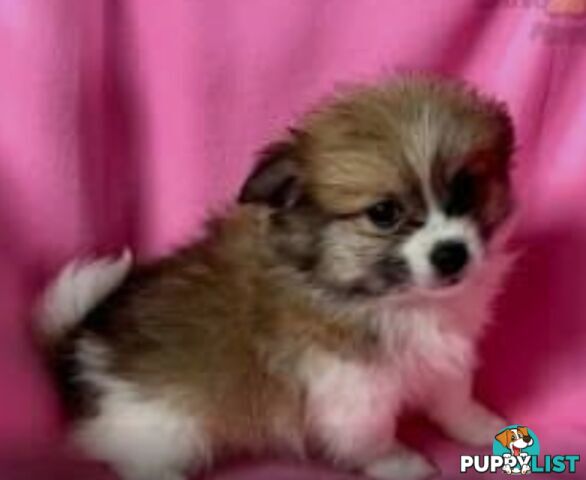 ADORABLE FLUFFY TINY POMCHI PUPPIES