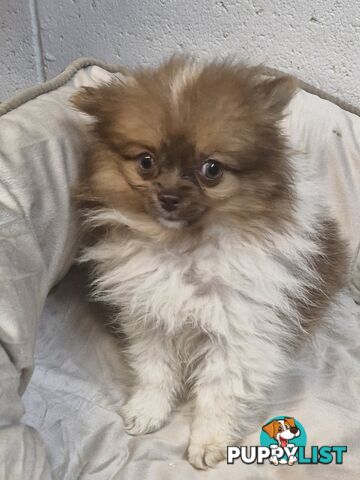 ADORABLE FLUFFY TINY POMCHI PUPPIES