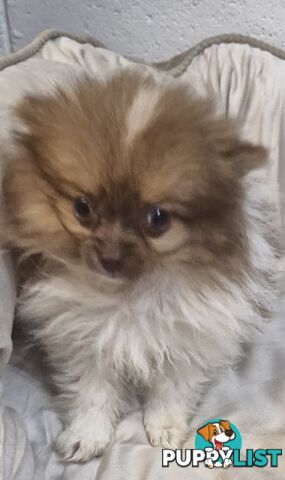 ADORABLE FLUFFY TINY POMCHI PUPPIES