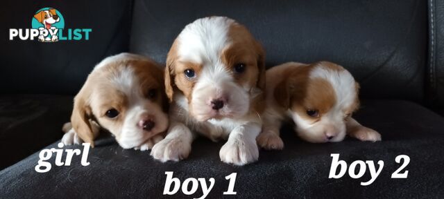 STUNNING BEAGLIER PUPPIES COMING SOON!!!!