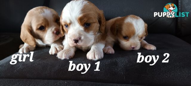 STUNNING BEAGLIER PUPPIES COMING SOON!!!!