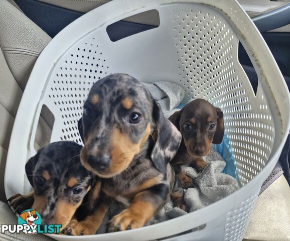 STUNNING MINIATURE DACHSHUND PUPPIES 