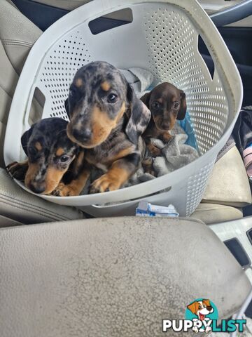 STUNNING MINIATURE DACHSHUND PUPPIES 