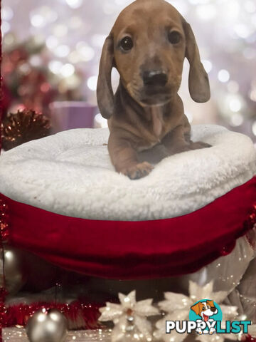 STUNNING MINIATURE DACHSHUND PUPPIES 