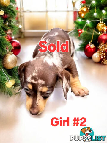 STUNNING MINIATURE DACHSHUND PUPPIES COMING SOON!!!!