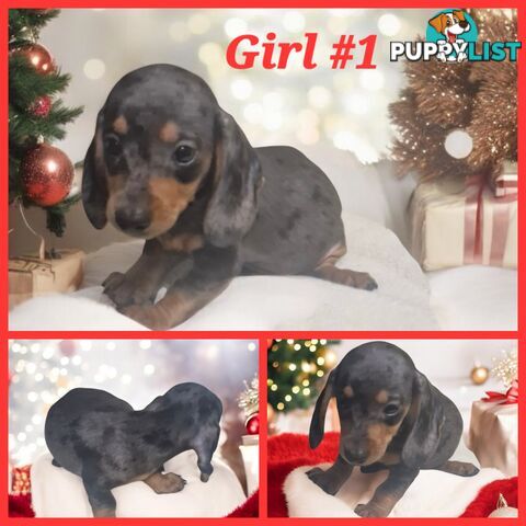 STUNNING MINIATURE DACHSHUND PUPPIES 