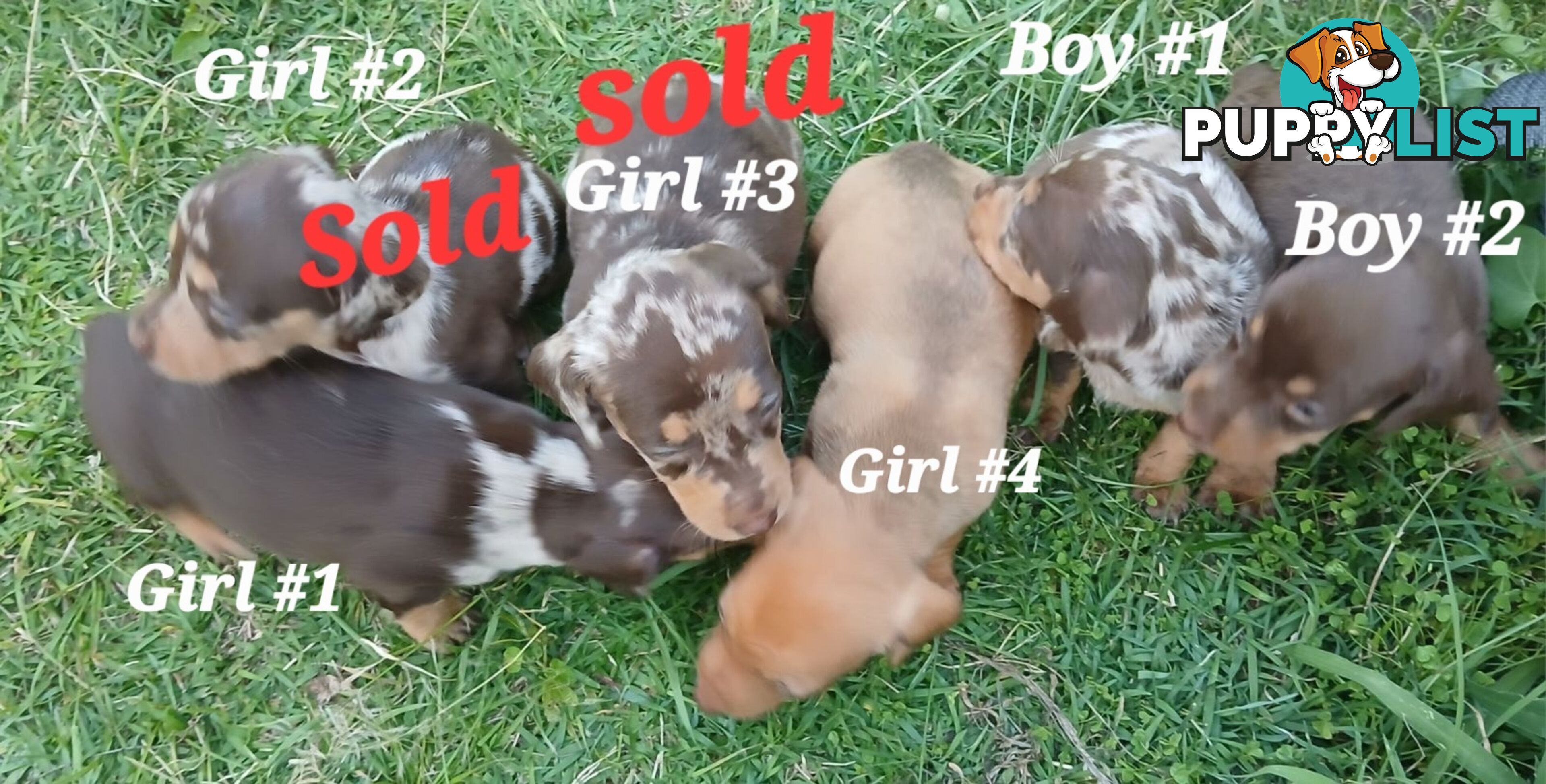 STUNNING MINIATURE DACHSHUND PUPPIES COMING SOON!!!!