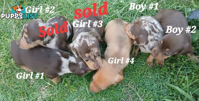 STUNNING MINIATURE DACHSHUND PUPPIES COMING SOON!!!!