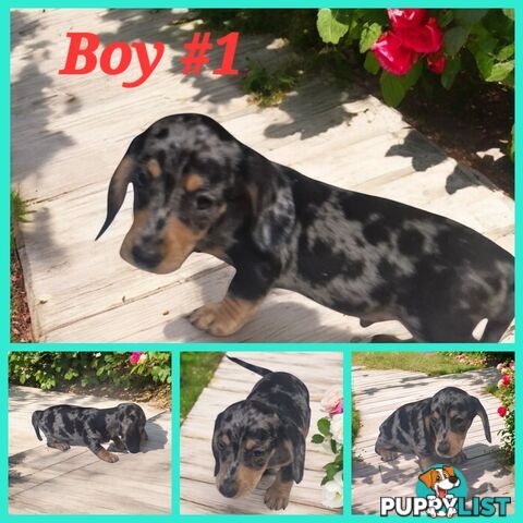 STUNNING MINIATURE DACHSHUND PUPPIES 