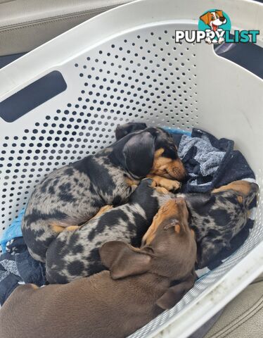 STUNNING MINIATURE DACHSHUND PUPPIES 