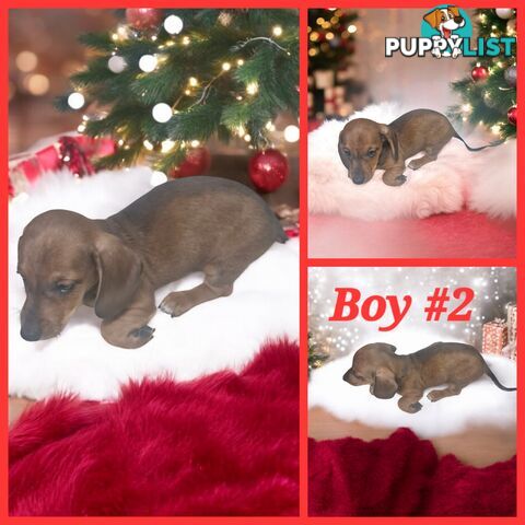 STUNNING MINIATURE DACHSHUND PUPPIES 