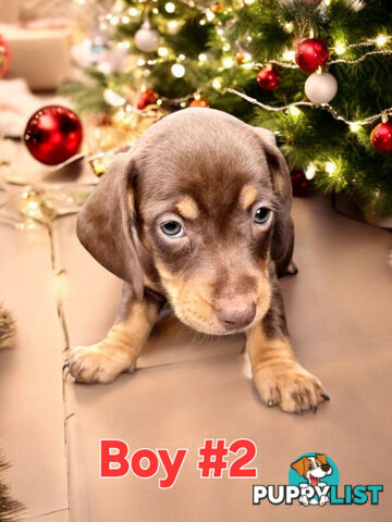 STUNNING MINIATURE DACHSHUND PUPPIES COMING SOON!!!!