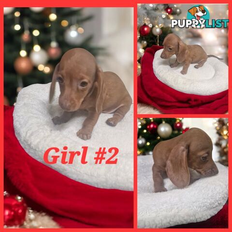 STUNNING MINIATURE DACHSHUND PUPPIES 