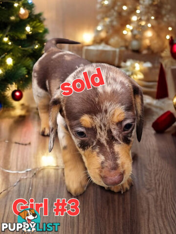 STUNNING MINIATURE DACHSHUND PUPPIES COMING SOON!!!!