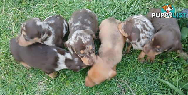 STUNNING MINIATURE DACHSHUND PUPPIES COMING SOON!!!!