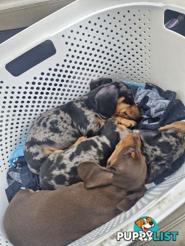 STUNNING MINIATURE DACHSHUND PUPPIES 