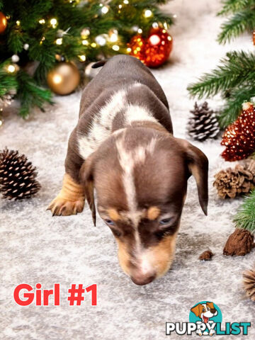 STUNNING MINIATURE DACHSHUND PUPPIES COMING SOON!!!!