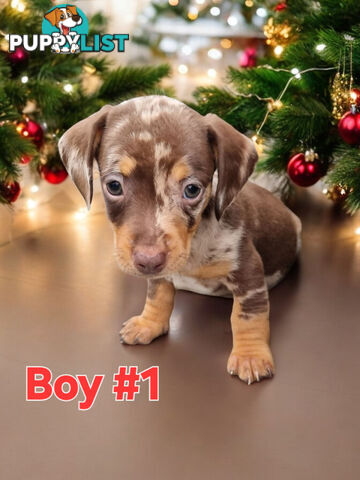 STUNNING MINIATURE DACHSHUND PUPPIES COMING SOON!!!!