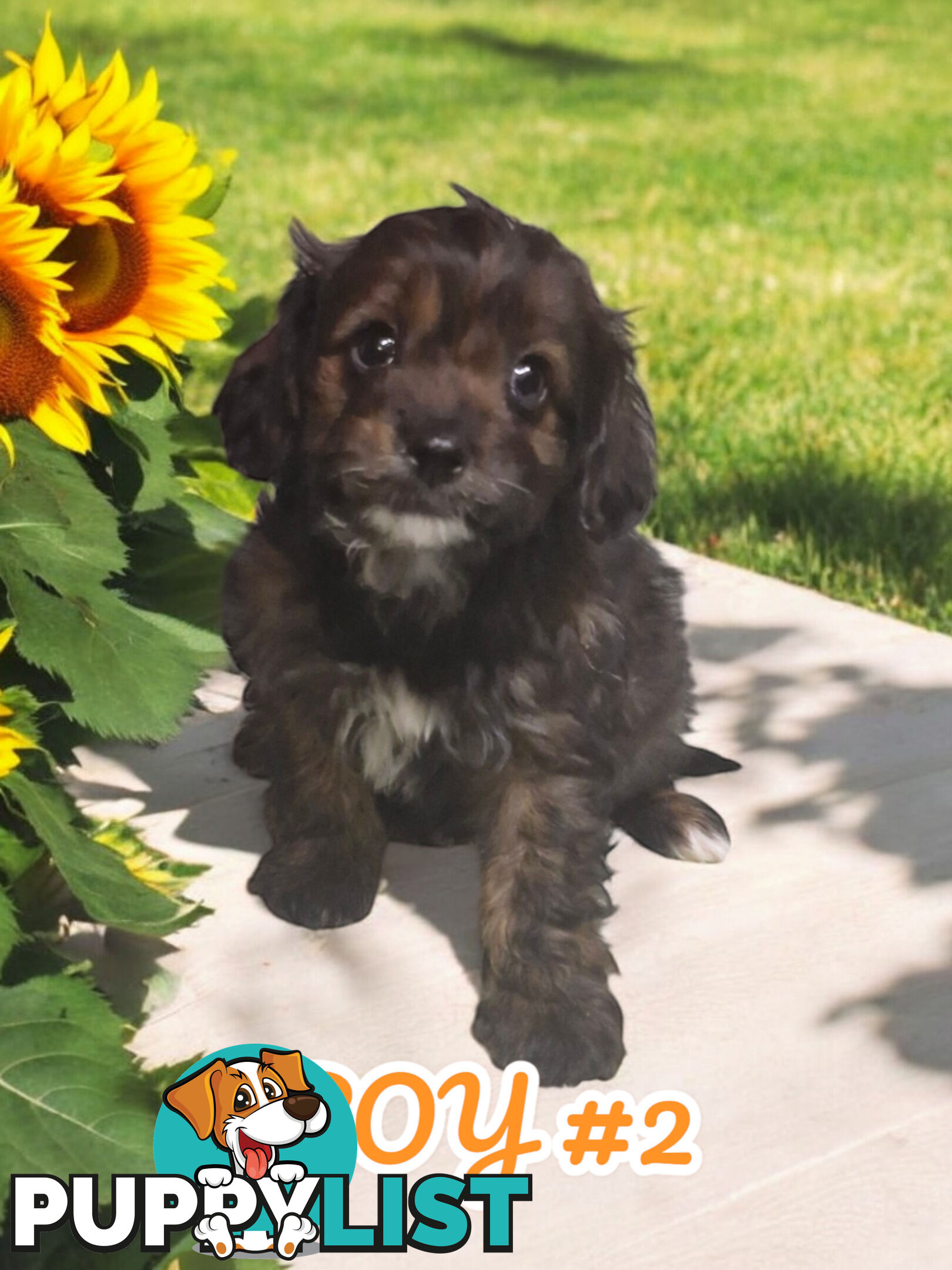 BEAUTIFUL TOY CAVOODLE PUPPIES  