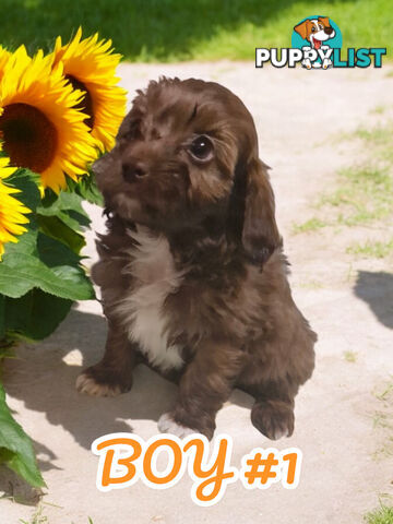 BEAUTIFUL TOY CAVOODLE PUPPIES  