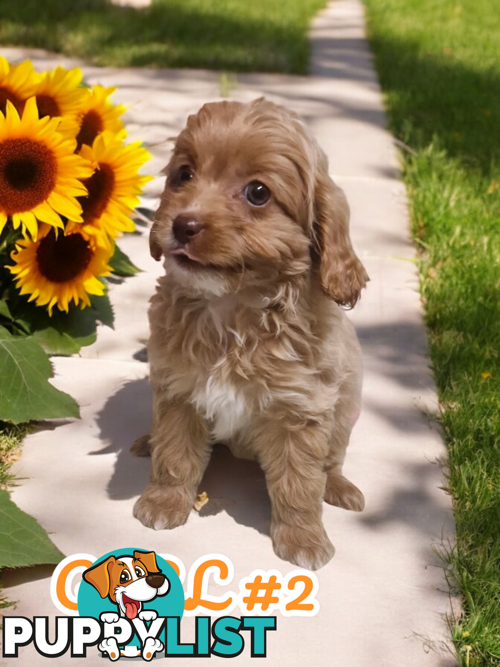 BEAUTIFUL TOY CAVOODLE PUPPIES  