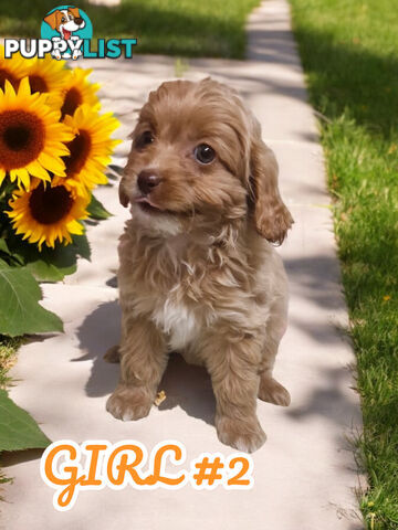 BEAUTIFUL TOY CAVOODLE PUPPIES  