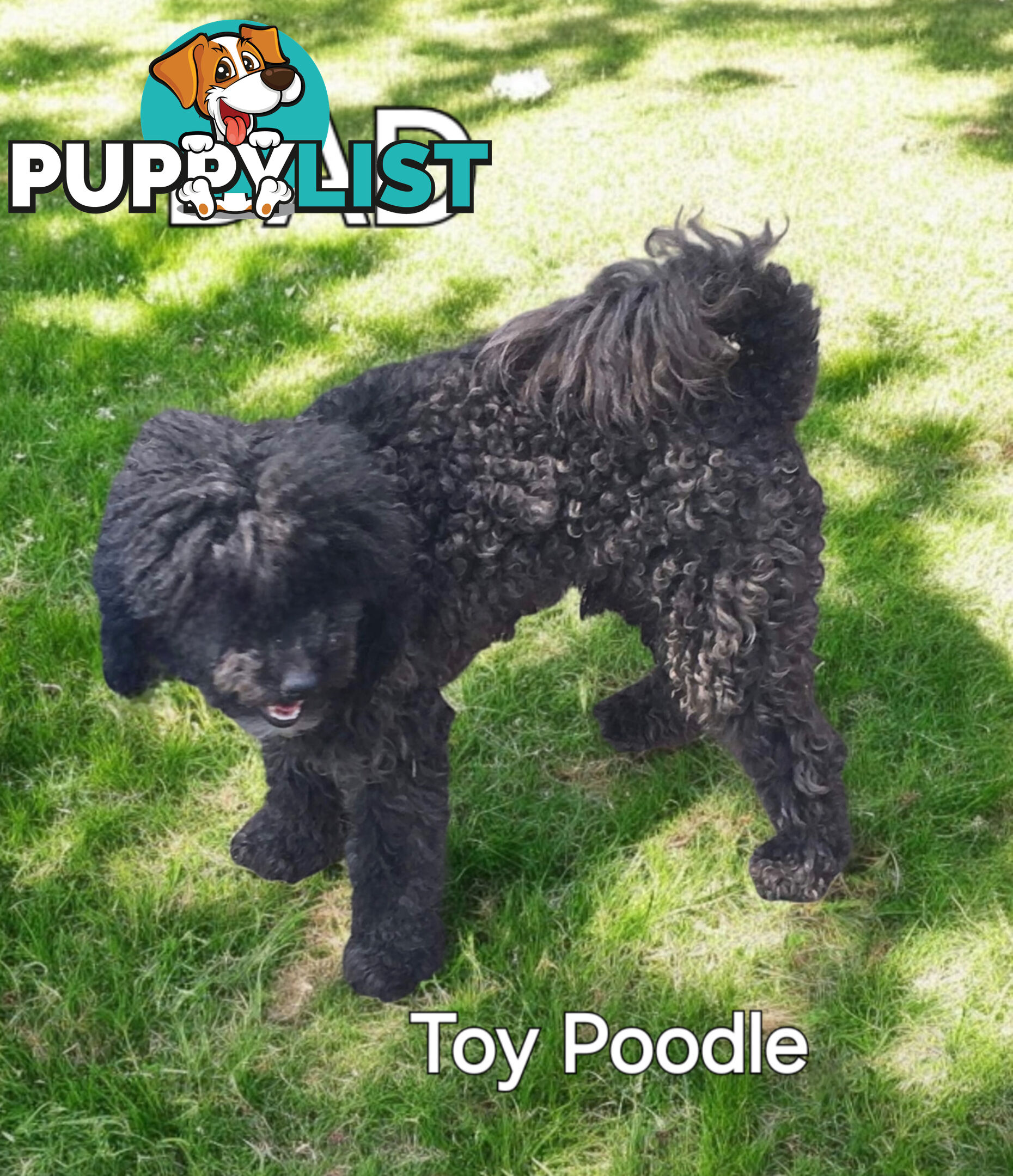 BEAUTIFUL TOY CAVOODLE PUPPIES  