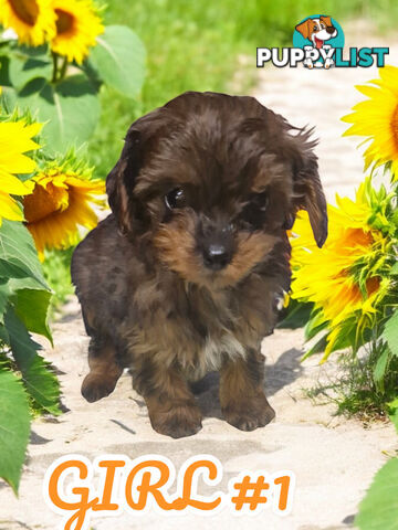 BEAUTIFUL TOY CAVOODLE PUPPIES  