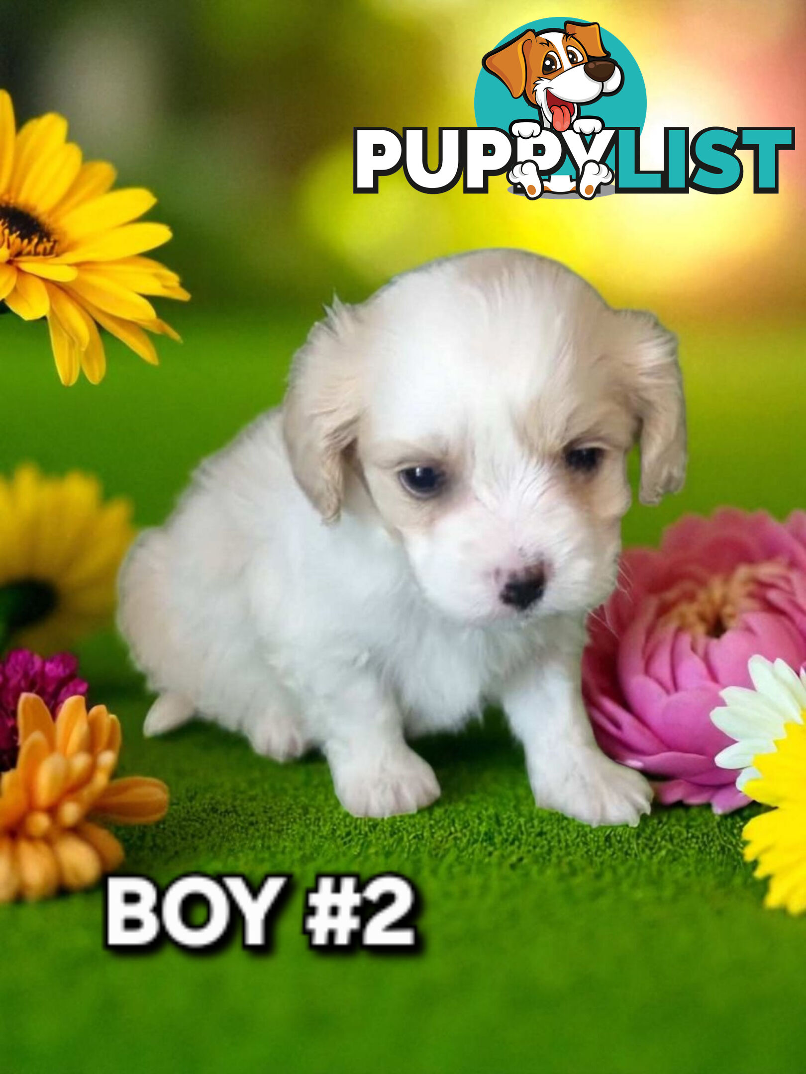 ADORABLE MALTALIER PUPPIES