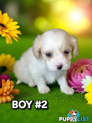 ADORABLE MALTALIER PUPPIES