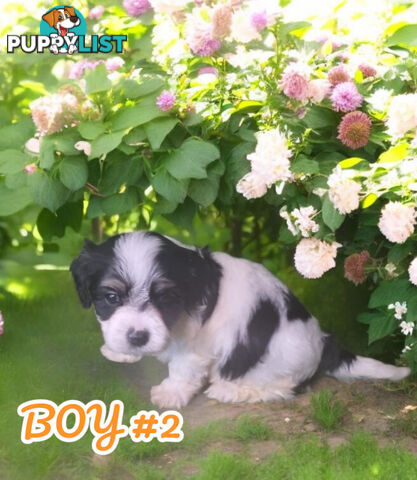 SIMPLY ADORABLE MALTALIER PUPPIES