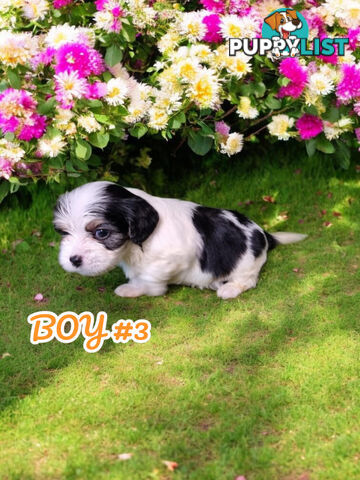 SIMPLY ADORABLE MALTALIER PUPPIES