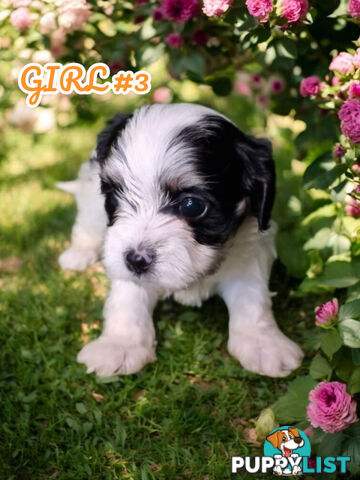 SIMPLY ADORABLE MALTALIER PUPPIES