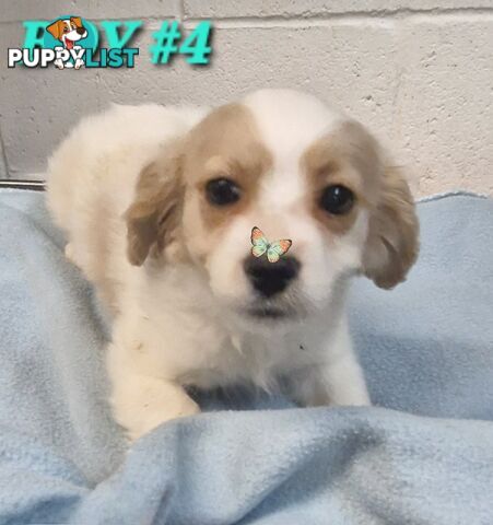 ADORABLE MALTALIER PUPPIES