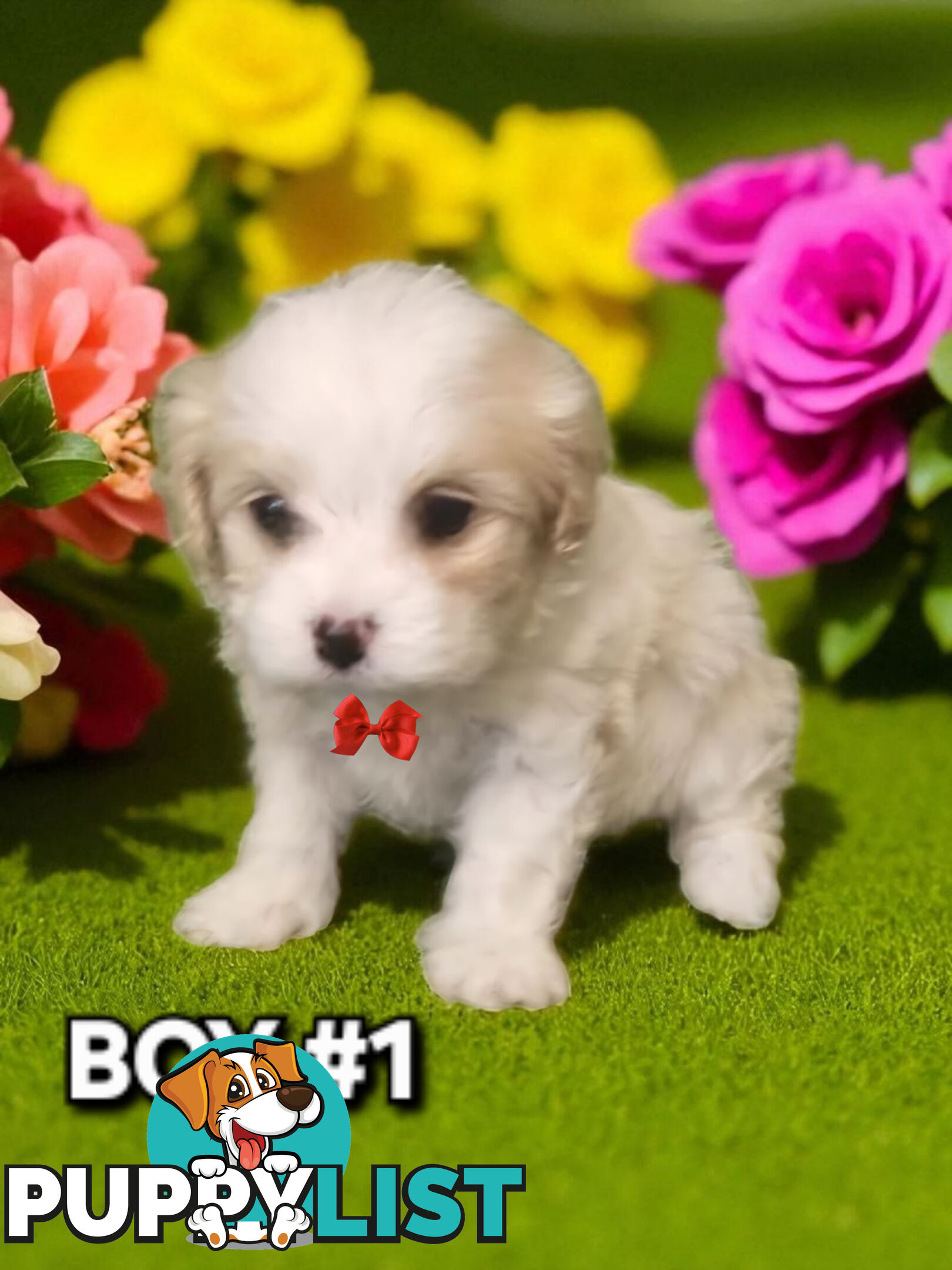 ADORABLE MALTALIER PUPPIES