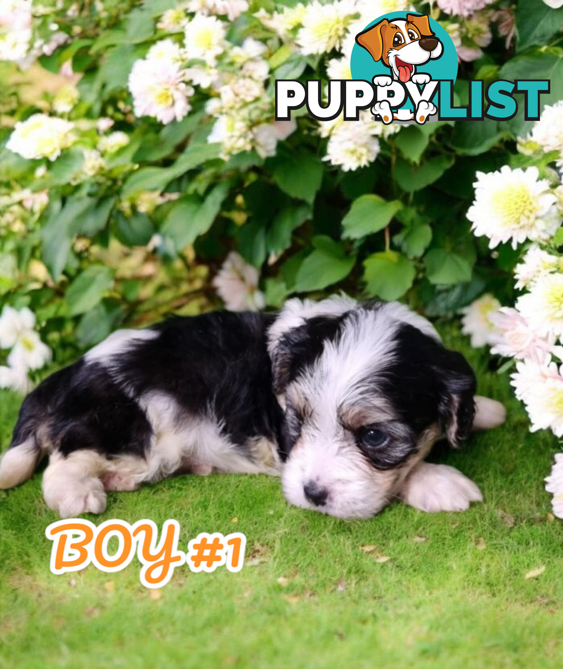 SIMPLY ADORABLE MALTALIER PUPPIES