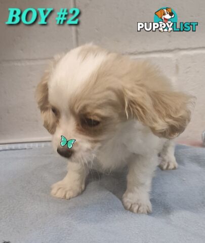 ADORABLE MALTALIER PUPPIES